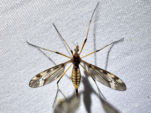 Sooty Crane Fly photo 2