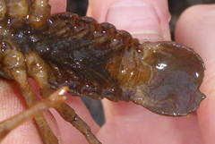 Lacunicambarus nebrascensis