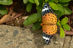 Argynnis hyperbius