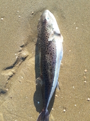 Lagocephalus sceleratus