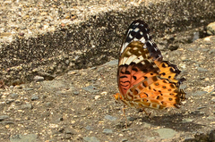 Argynnis hyperbius