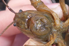 Lacunicambarus nebrascensis