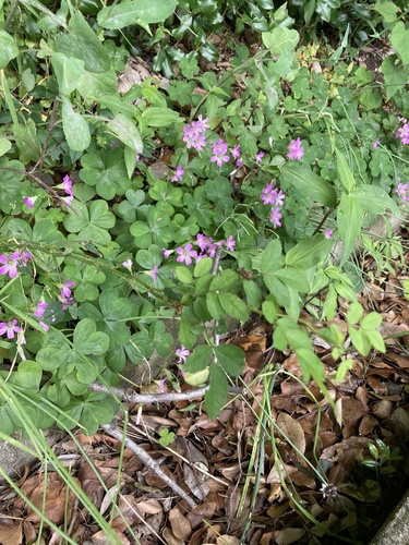 Largeflower pink-sorrel