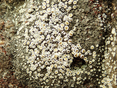 Myriolecis semipallida