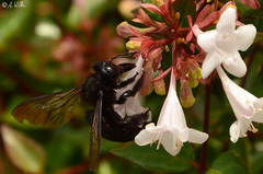 Xylocopa tranquebarorum