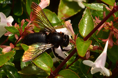 Xylocopa tranquebarorum
