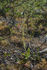 Hieracium pluricaule