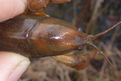 Lacunicambarus nebrascensis