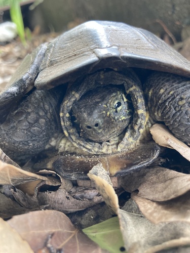 Chinese Pond Turtle