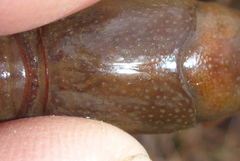 Lacunicambarus nebrascensis