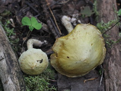 Suillus sibiricus