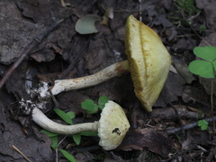 Suillus sibiricus