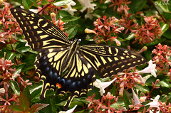 Papilio xuthus