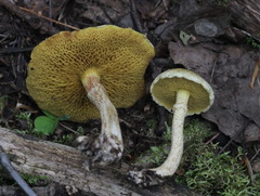 Suillus sibiricus