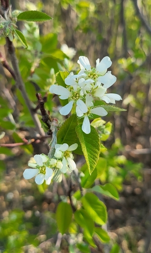 Saskatoon