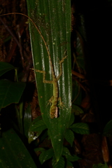 Anolis fitchi