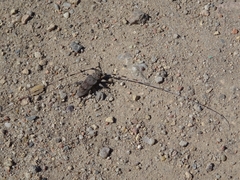 Acanthocinus aedilis