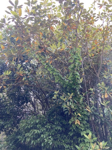 southern magnolia