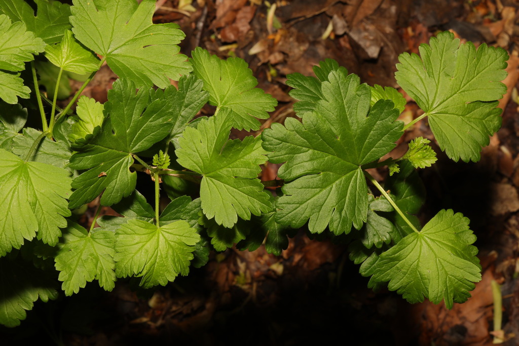Ribes uva-crispa, Calderstones Park, Yewtree Road, Liverpool, Merseyisde, UK