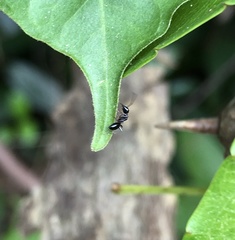 Camponotus vitiosus