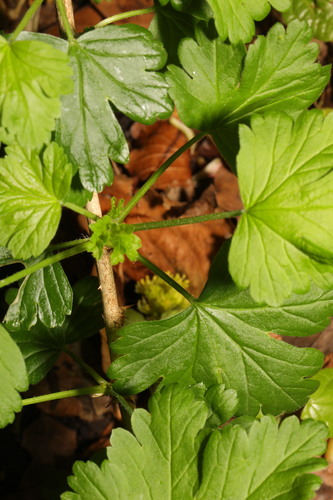 Ribes uva-crispa