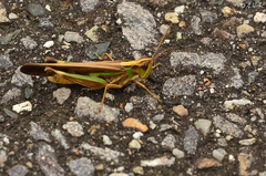 Aiolopus thalassinus tamulus