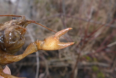 Lacunicambarus nebrascensis