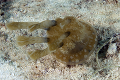 Kolpophorae