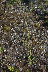 Hieracium pluricaule