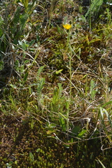 Hieracium pluricaule