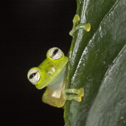 Ecuador Cochran Frog, Nymphargus griffithsi