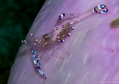 Ancylomenes sarasvati