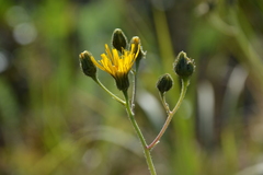 Hieracium pluricaule