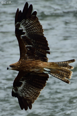 Milvus migrans lineatus