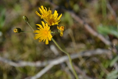 Hieracium pluricaule