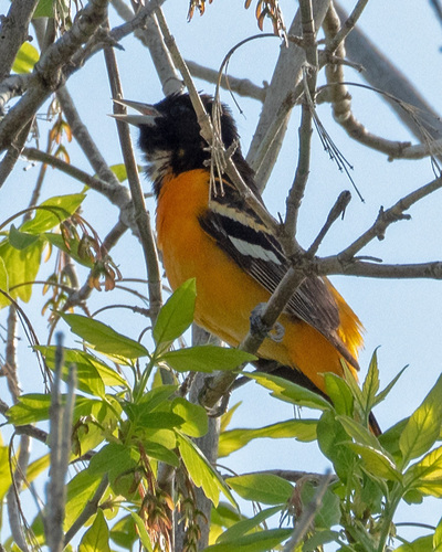 Baltimore Oriole
