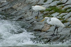 Ardea alba