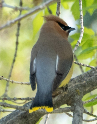 Cedar Waxwing