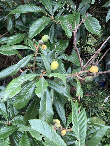 Loquat