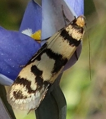 Philobota impletella