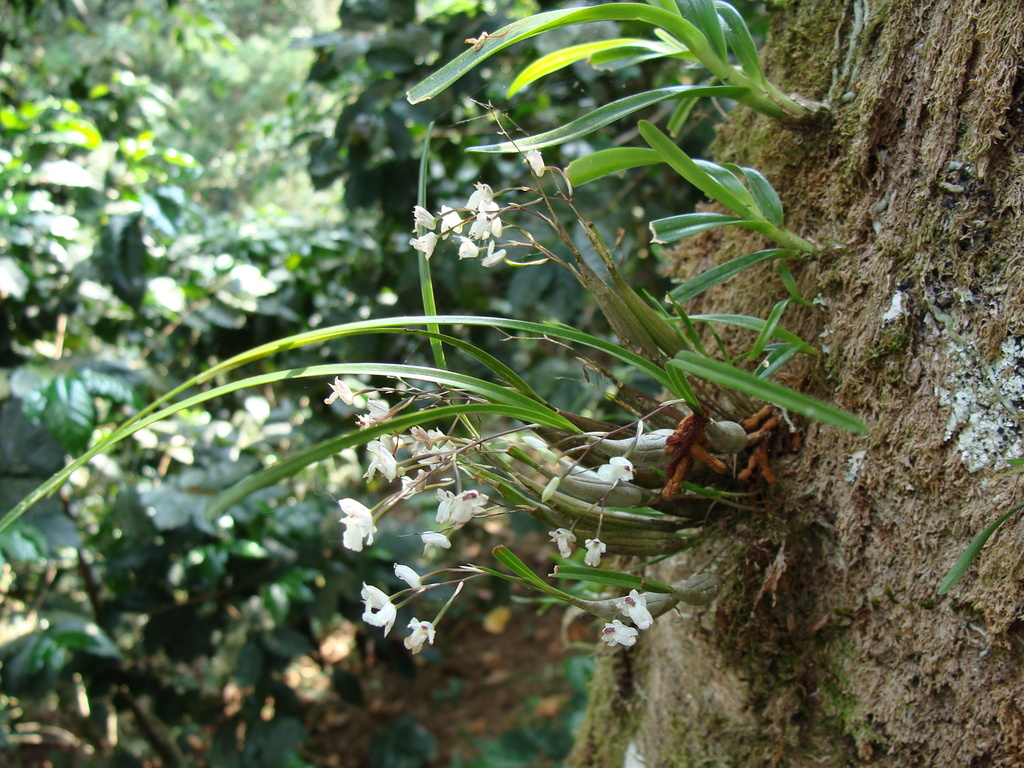 Scaphyglottis crurigera