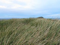 Poa flabellata