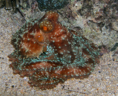 Callistoctopus luteus