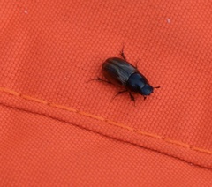 Melinopterus