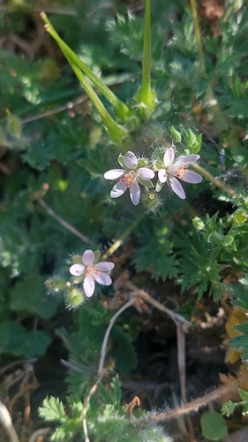Redstem Stork's-bill
