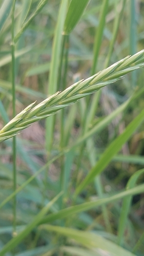 Quack Grass