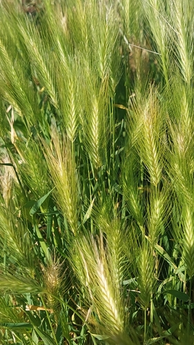 Barley Grass