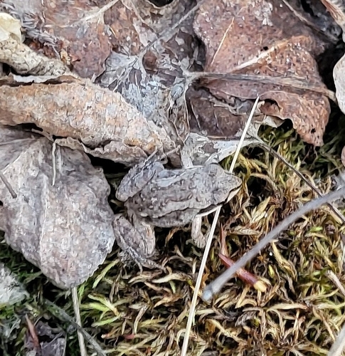 Wood Frog