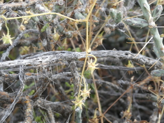 Pholistoma auritum arizonicum