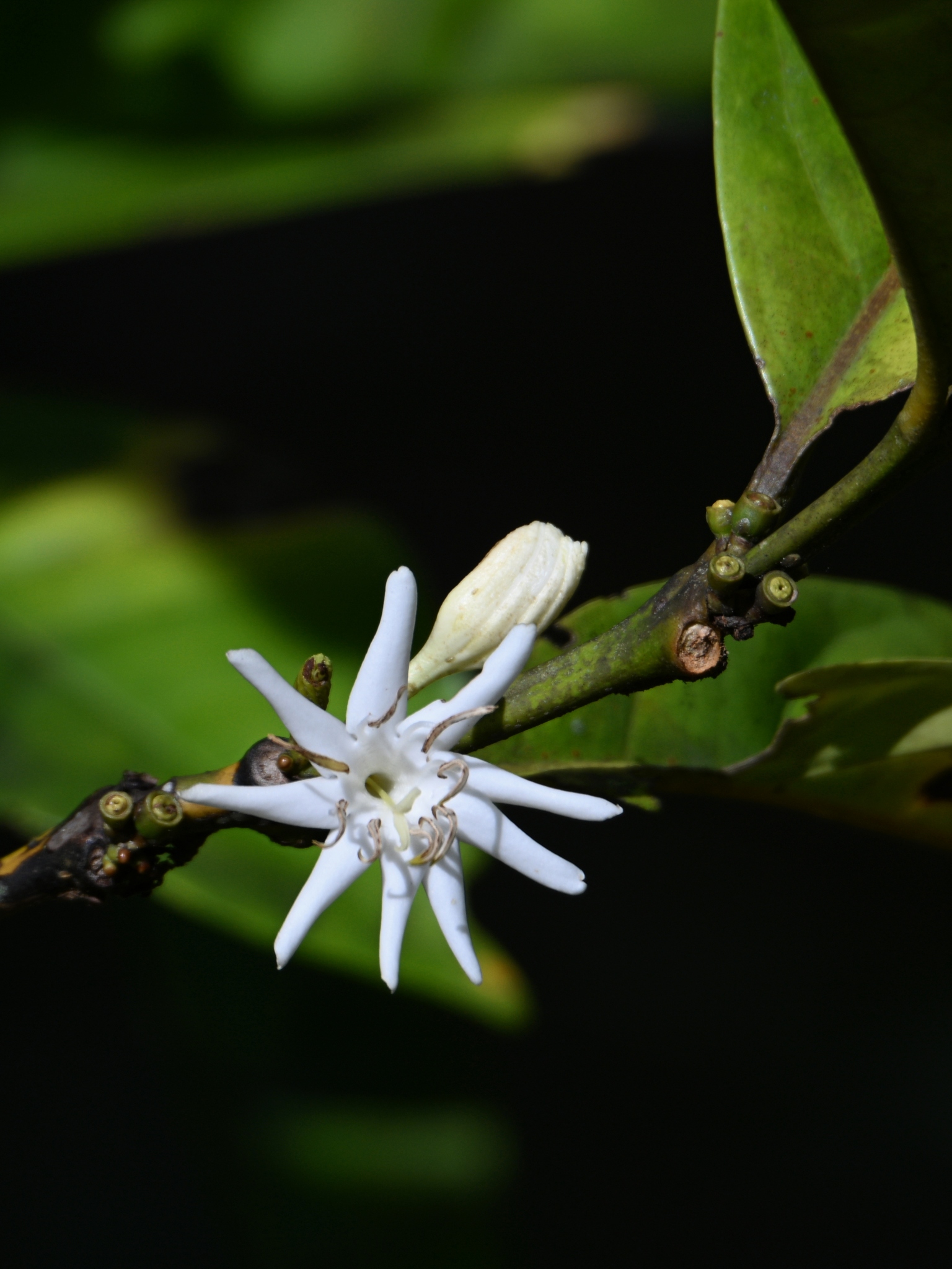 Cà phê mít (Coffea liberica)
